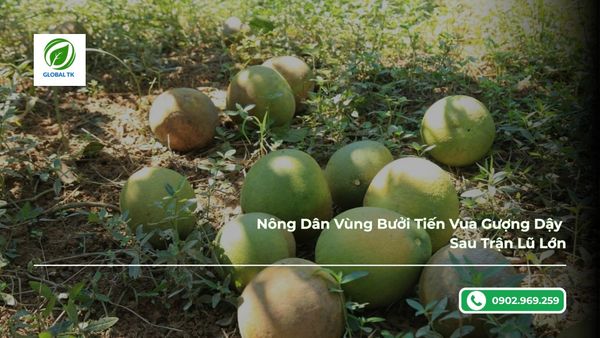 Nông Dân Vùng Bưởi Tiến Vua Gượng Dậy Sau Trận Lũ Lớn