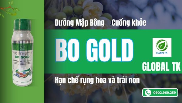 Phân bón BO GOLD Global TK - Mập bông, khỏe cuống, hạn chế rụng