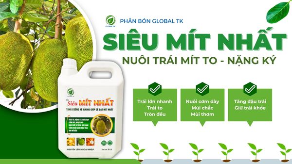 Phân Bón Can SIÊU MÍT NHẤT Global TK - Nuôi Trái Mít To, Nặng Ký, Cơm Dày, Màu Đẹp