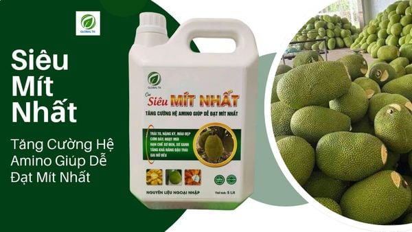 Phân Bón Siêu Mít Nhất Global TK – Tăng Cường Hệ Amino Đạt Mít Nhất