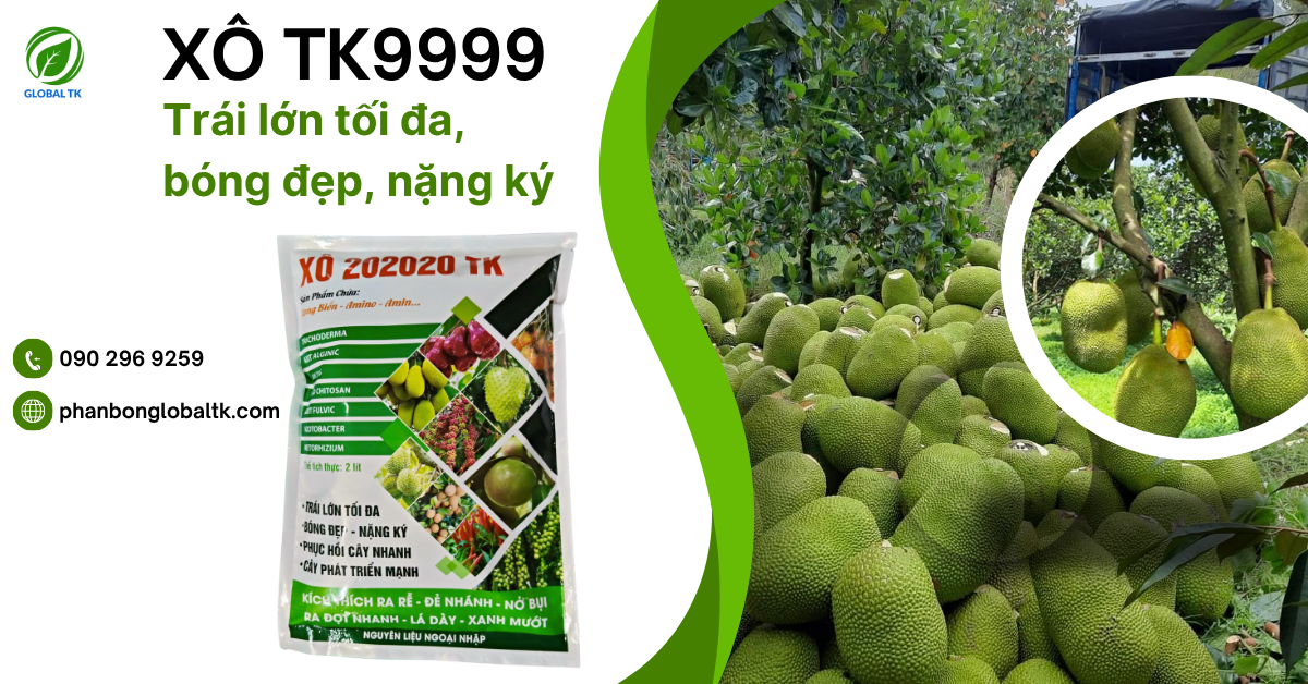XÔ 20-20-20TK GLOBAL TK - Trái Lớn Tối Đa, Bóng Đẹp, Nặng Ký, Ra Rễ, Đẻ Nhánh