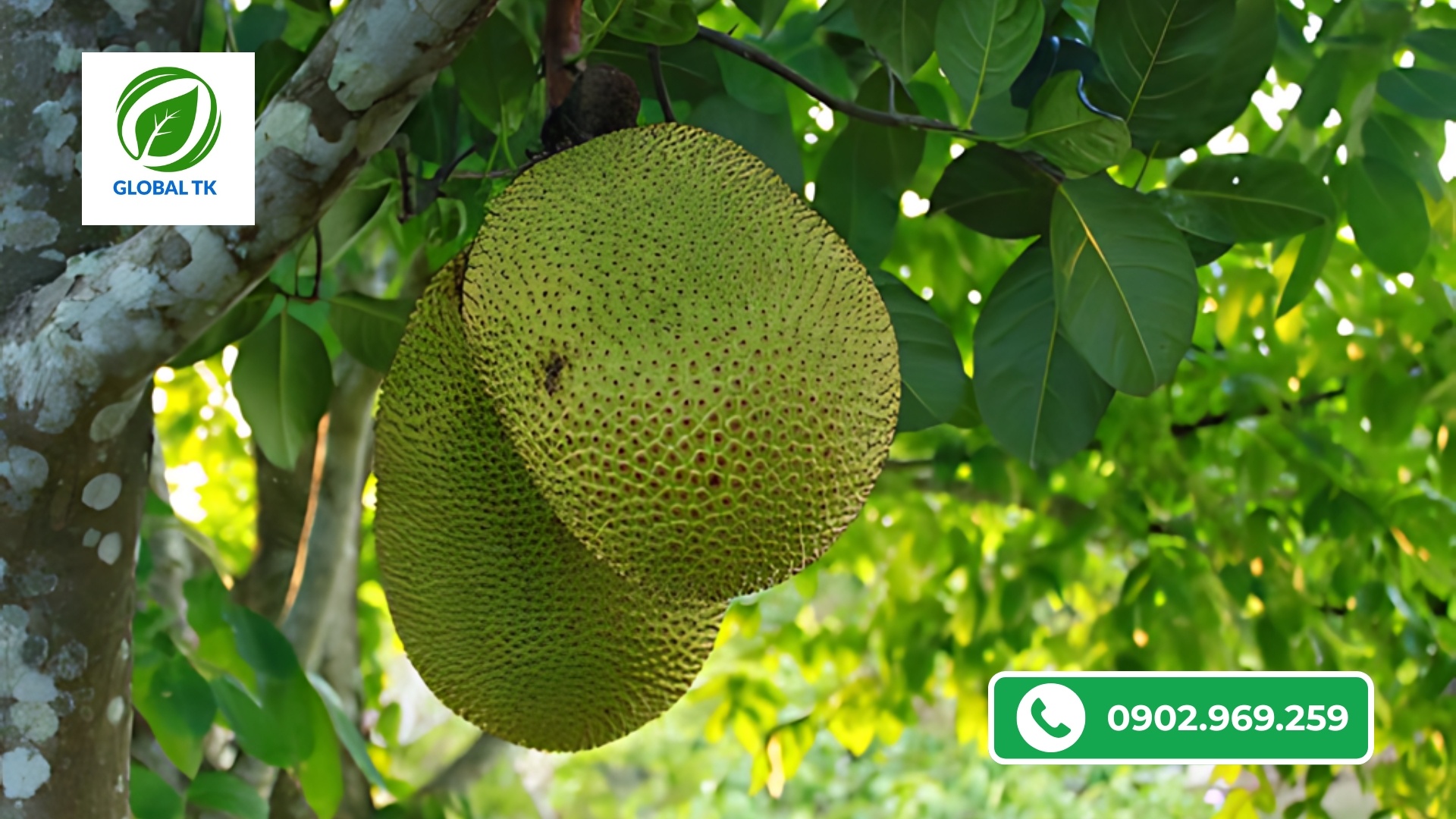 Sử Dụng Xô Nuôi Trái Mít Đúng Cách - Trái To, Dày Cơm, Ngọt Múi