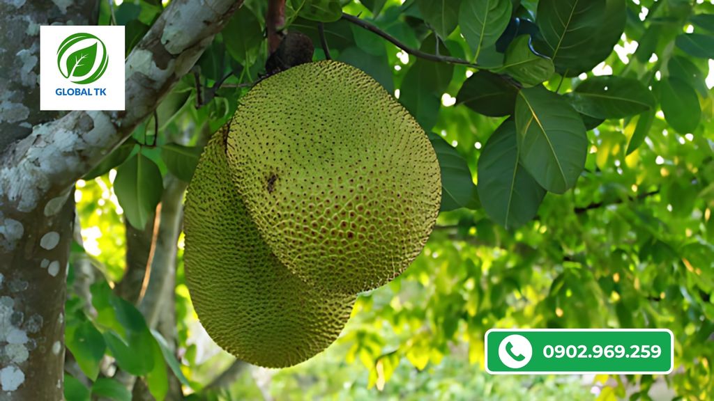 Sử Dụng Xô Nuôi Trái Mít Đúng Cách - Trái To, Dày Cơm, Ngọt Múi