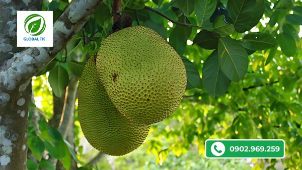 Sử Dụng Xô Nuôi Trái Mít Đúng Cách - Trái To, Dày Cơm, Ngọt Múi