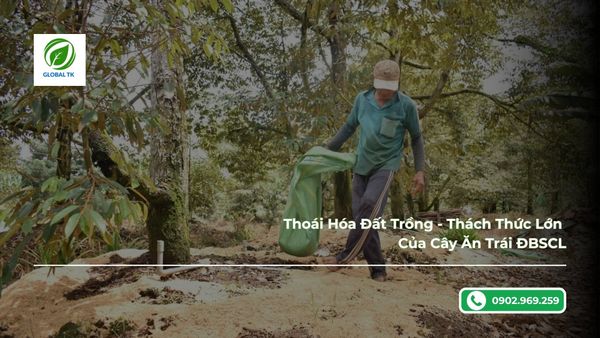 Thoái Hóa Đất Trồng - Thách Thức Lớn Của Cây Ăn Trái ĐBSCL