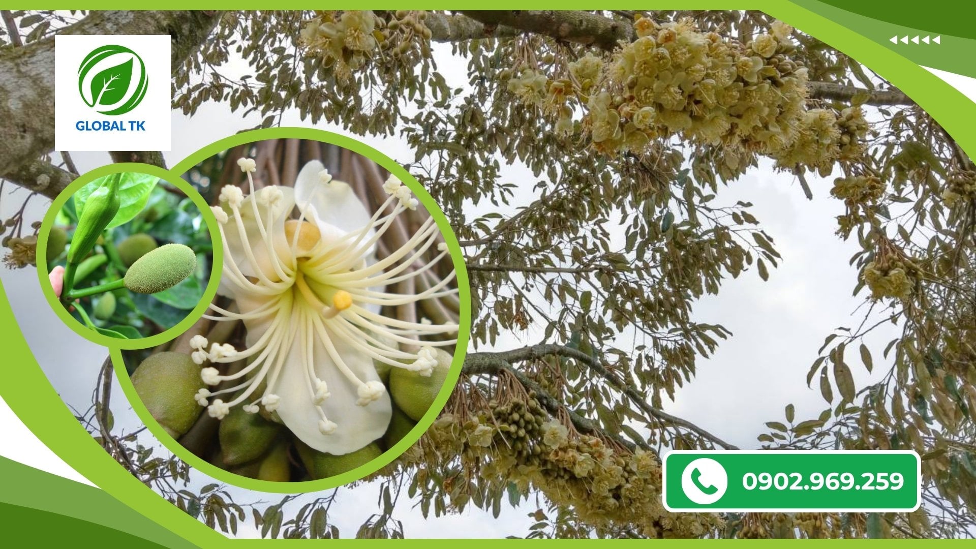 Thời Điểm Nên Dùng Siêu Kích Bông Giúp Cây Ra Bông Đều, Dễ Đậu Trái