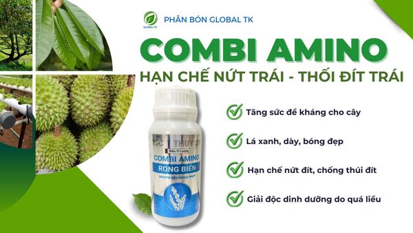 Phân Bón COMBI AMINO Rong Biển Global TK - Tăng Sức Đề Kháng, Hạn Chế Nứt Trái