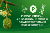 PHOSPHORUS – A FUNDAMENTAL ELEMENT IN FLOWER INDUCTION AND FRUIT DEVELOPMENT