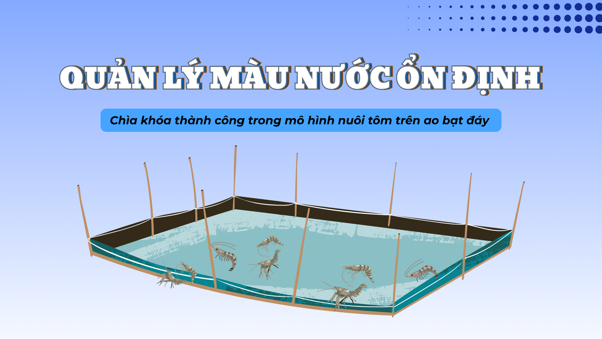 Quản lý màu nước ổn định – Chìa khóa thành công trong mô hình nuôi tôm trên ao bạt đáy