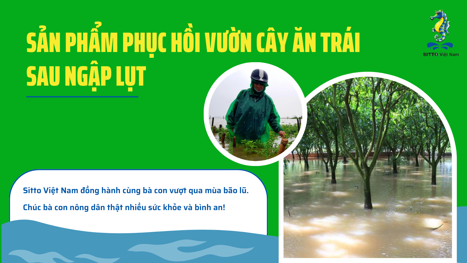 DÙNG GÌ ĐỂ PHỤC HỒI VƯỜN CÂY ĂN TRÁI SAU NGẬP LỤT?