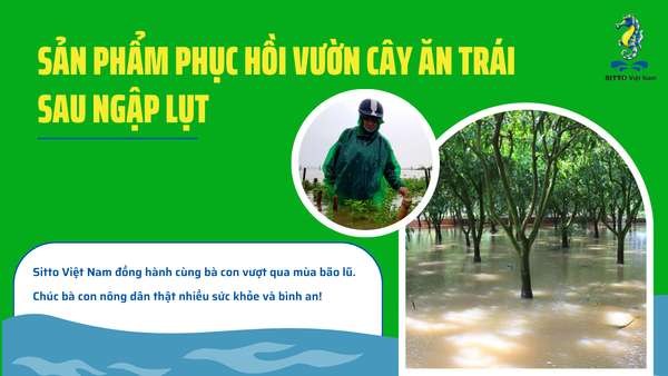 DÙNG GÌ ĐỂ PHỤC HỒI VƯỜN CÂY ĂN TRÁI SAU NGẬP LỤT?