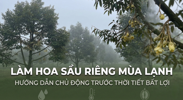 DURIAN FLOWERING IN COLD SEASON: HOW TO MANAGE ADVERSE WEATHER