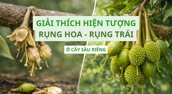 RỤNG HOA - RỤNG TRÁI SẦU RIÊNG: HIỂU ĐÚNG NGUYÊN NHÂN ĐỂ XỬ LÝ ĐÚNG KỸ THUẬT
