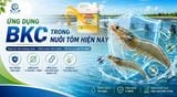 ỨNG DỤNG BKC TRONG NUÔI TÔM HIỆN NAY: CÔNG CỤ HỮU HIỆU TRONG QUẢN LÝ MÔI TRƯỜNG VÀ PHÒNG NGỪA DỊCH BỆNH