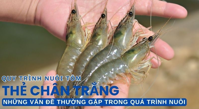 QUY TRÌNH NUÔI TÔM THẺ CHÂN TRẮNG TRÊN AO BẠT ĐÁY - BÀI 12