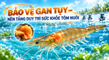 BẢO VỆ GAN TỤY – NỀN TẢNG DUY TRÌ SỨC KHỎE TÔM NUÔI