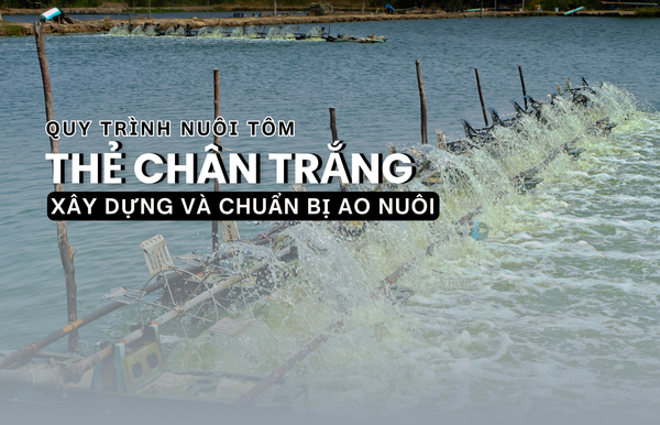 QUY TRÌNH NUÔI TÔM THẺ CHÂN TRẮNG TRÊN AO BẠT ĐÁY - BÀI 1