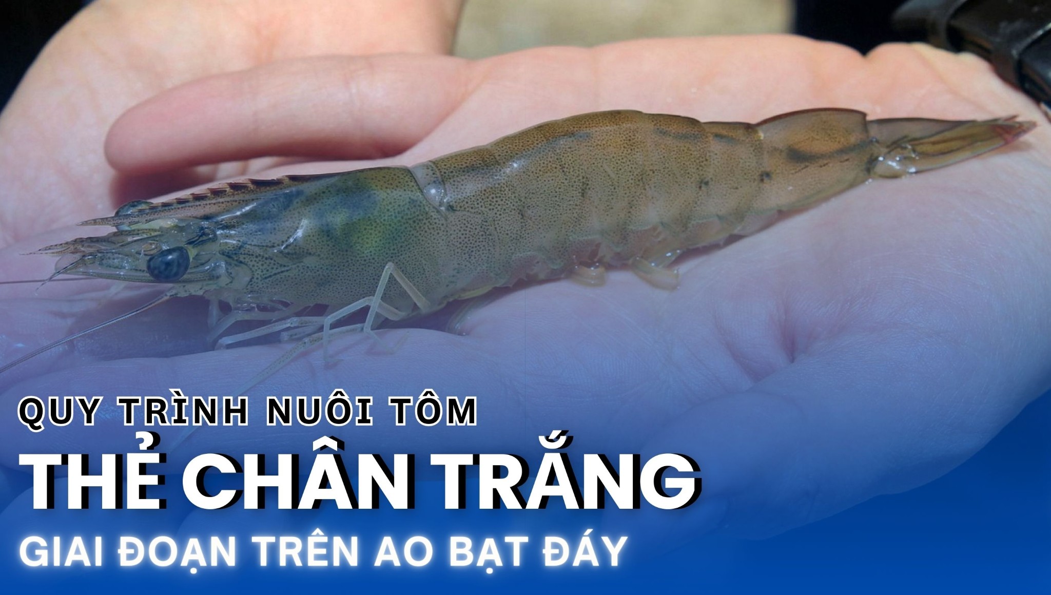 QUY TRÌNH NUÔI TÔM THẺ CHÂN TRẮNG TRÊN AO BẠT ĐÁY - BÀI 2