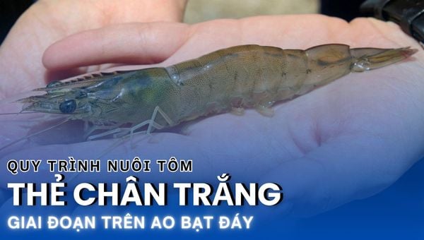 QUY TRÌNH NUÔI TÔM THẺ CHÂN TRẮNG TRÊN AO BẠT ĐÁY - BÀI 2