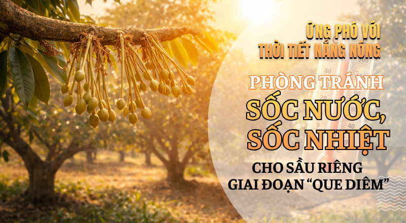 ỨNG PHÓ VỚI THỜI TIẾT NẮNG NÓNG – PHÒNG TRÁNH SỐC NƯỚC, SỐC NHIỆT CHO SẦU RIÊNG GIAI ĐOẠN “QUE DIÊM”