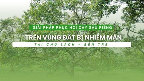 Giải Pháp Phục Hồi Cây Sầu Riêng Trên Vùng Đất Bị Nhiễm Mặn Tại Chợ Lách – Bến Tre