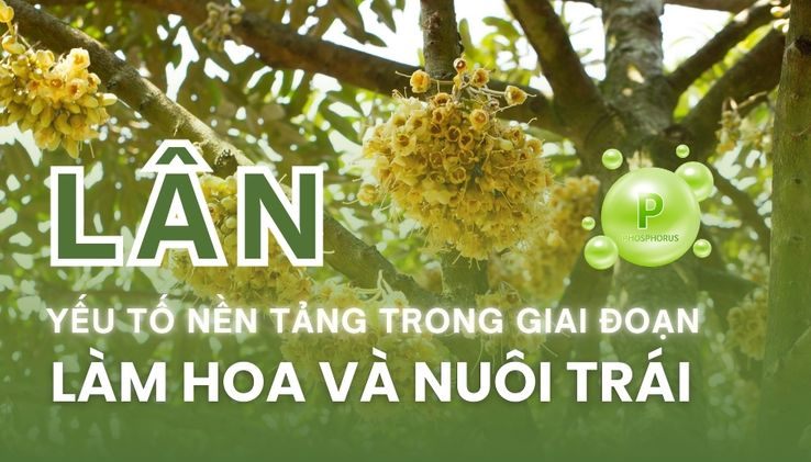 LÂN – YẾU TỐ NỀN TẢNG TRONG GIAI ĐOẠN LÀM HOA VÀ NUÔI TRÁI
