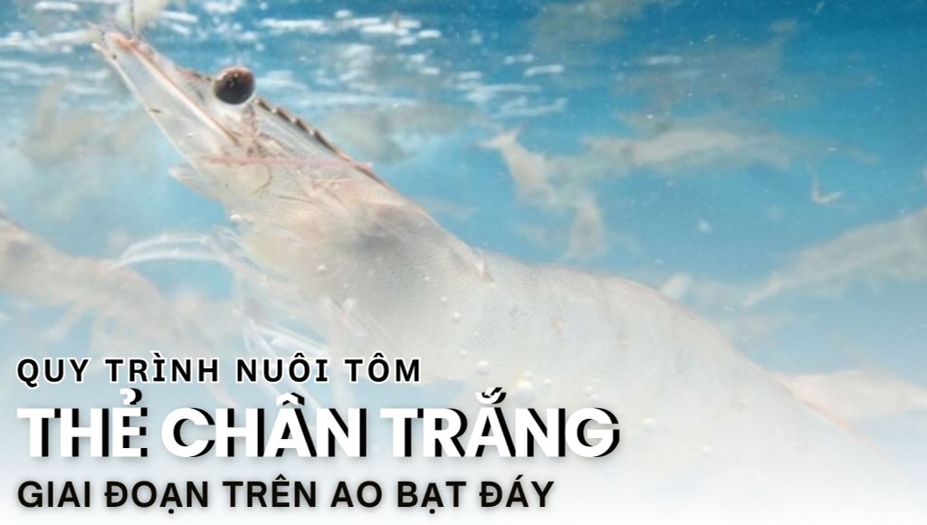 QUY TRÌNH NUÔI TÔM THẺ CHÂN TRẮNG TRÊN AO BẠT ĐÁY - BÀI 4