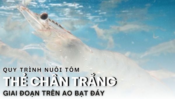 QUY TRÌNH NUÔI TÔM THẺ CHÂN TRẮNG TRÊN AO BẠT ĐÁY - BÀI 4