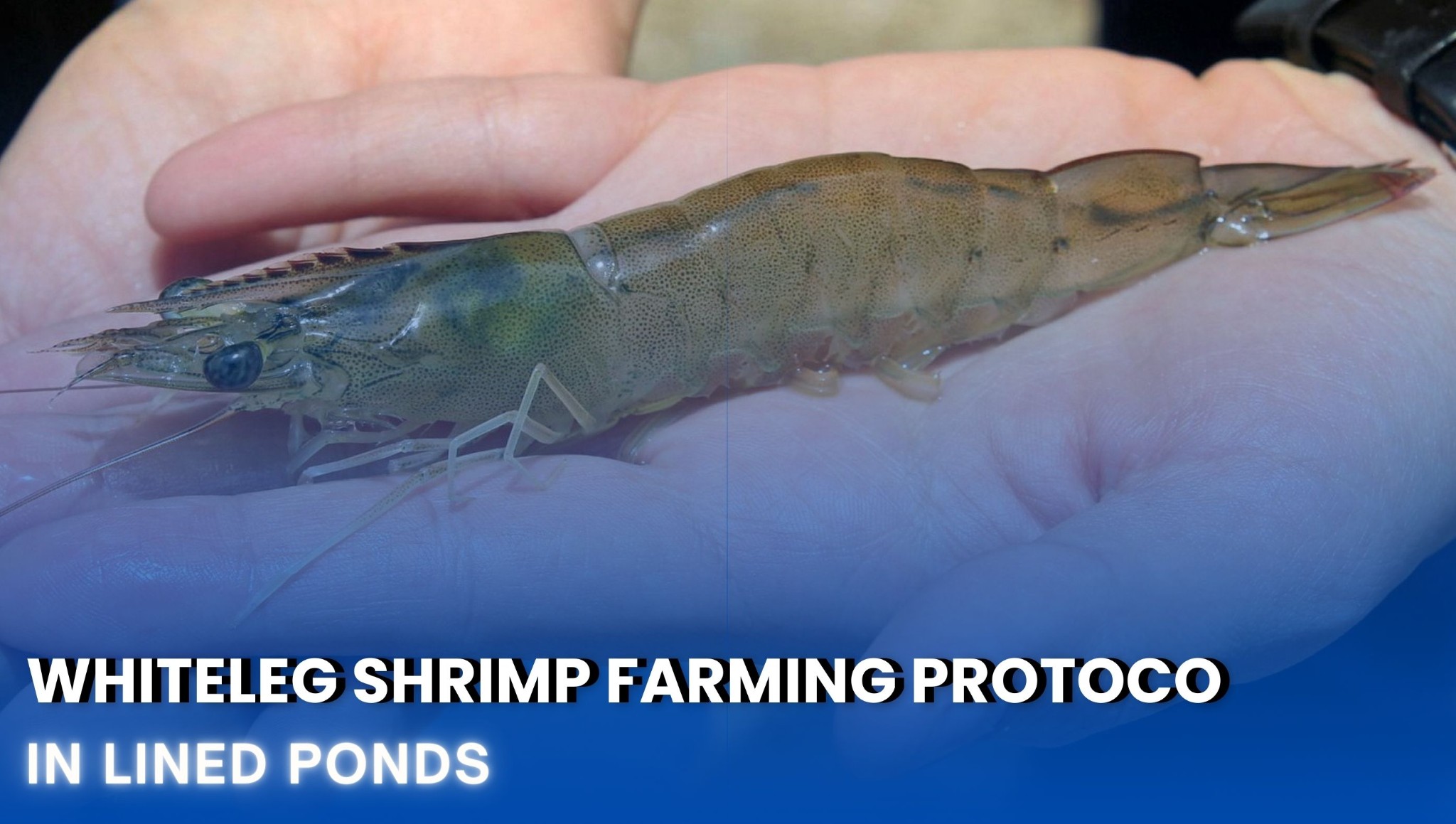Whiteleg Shrimp Farming Protocol in Lined Ponds – PART 2