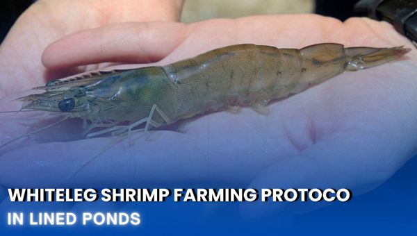 Whiteleg Shrimp Farming Protocol in Lined Ponds – PART 2