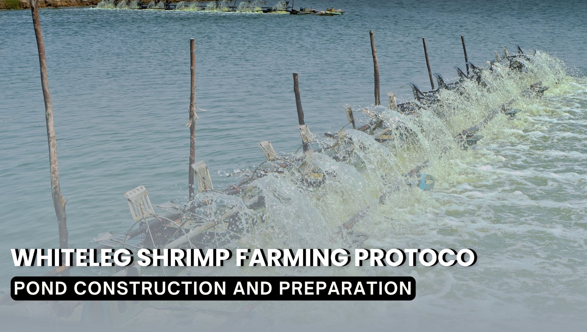 Whiteleg Shrimp Farming Protocol In Liner Ponds - PART 1