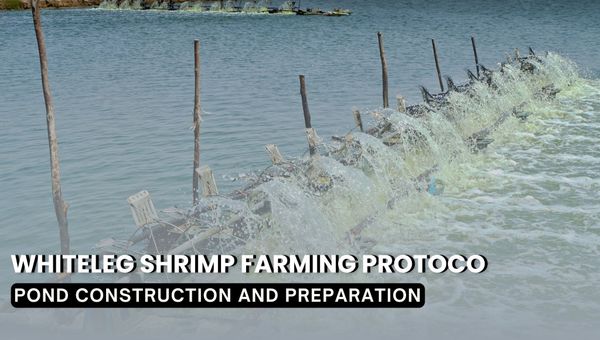 Whiteleg Shrimp Farming Protocol In Liner Ponds - PART 1