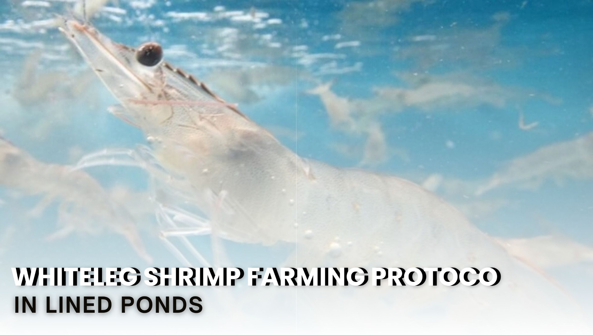 Whiteleg Shrimp Farming Protocol in Lined Ponds – PART 4