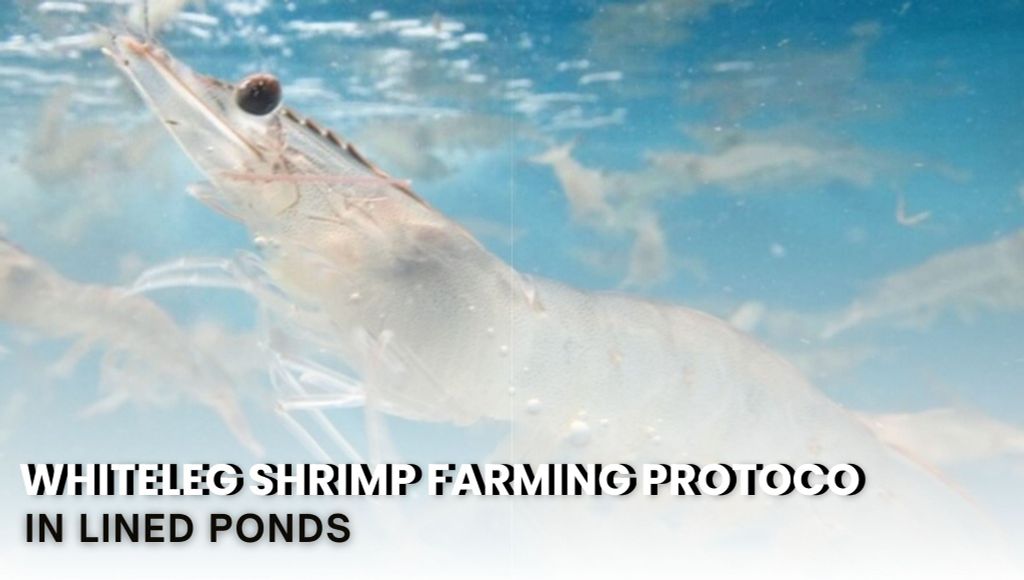 Whiteleg Shrimp Farming Protocol in Lined Ponds – PART 4