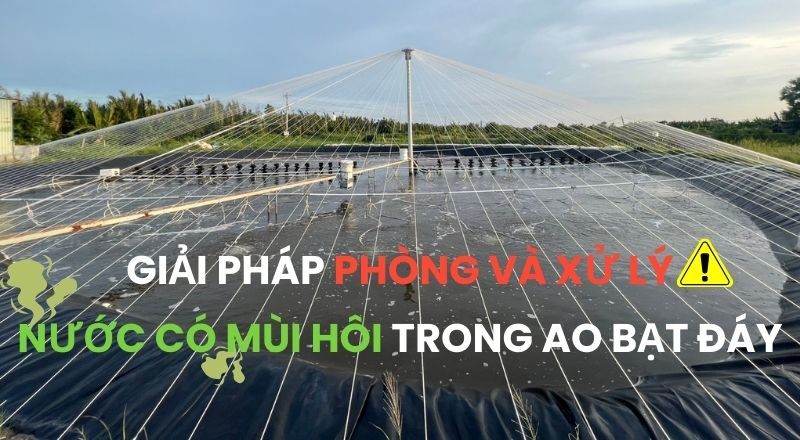 GIẢI PHÁP PHÒNG VÀ XỬ LÝ NƯỚC CÓ MÙI HÔI TRONG AO BẠT ĐÁY