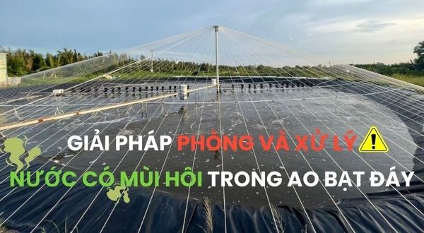 GIẢI PHÁP PHÒNG VÀ XỬ LÝ NƯỚC CÓ MÙI HÔI TRONG AO BẠT ĐÁY