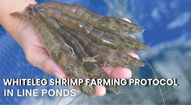WHITELEG SHRIMP CULTURE PROCESS IN LINED PONDS - PART 8 & 9