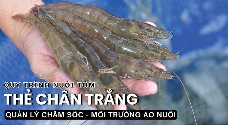 QUY TRÌNH NUÔI TÔM THẺ CHÂN TRẮNG TRÊN AO BẠT ĐÁY - BÀI 8 & 9