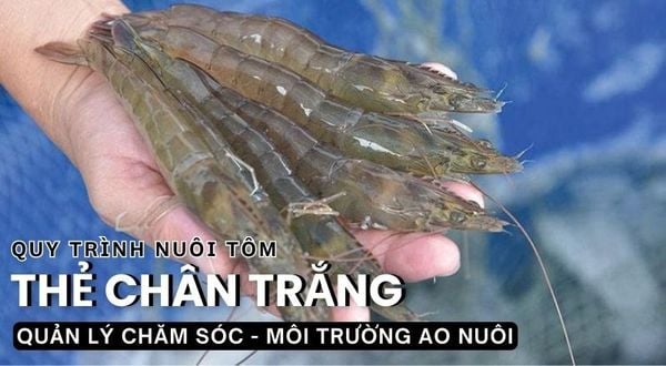 QUY TRÌNH NUÔI TÔM THẺ CHÂN TRẮNG TRÊN AO BẠT ĐÁY - BÀI 8 & 9