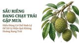 SẦU RIÊNG ĐANG CHẠY TRÁI GẶP MƯA - HIỂU ĐÚNG CƠ CHẾ ĐỂ XỬ LÝ HIỆU QUẢ