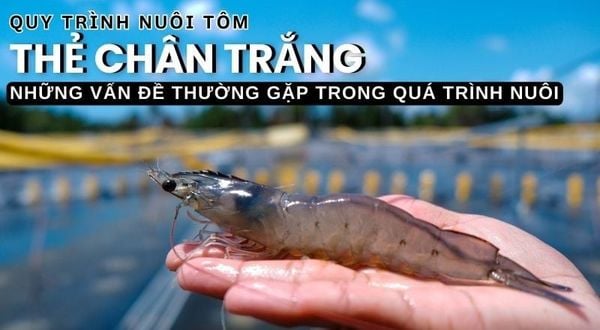 QUY TRÌNH NUÔI TÔM THẺ CHÂN TRẮNG TRÊN AO BẠT ĐÁY - BÀI 10