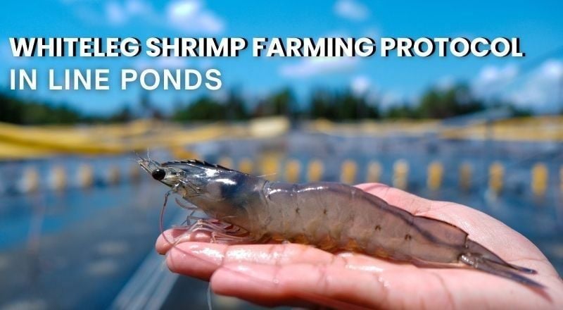 Shrimp Pond Care & Environmental Management | Whiteleg Shrimp Farming Protocol in Liner Ponds (Part 10)