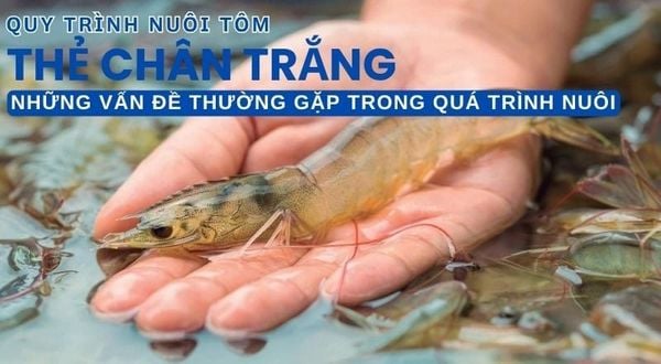 QUY TRÌNH NUÔI TÔM THẺ CHÂN TRẮNG TRÊN AO BẠT ĐÁY - BÀI 11