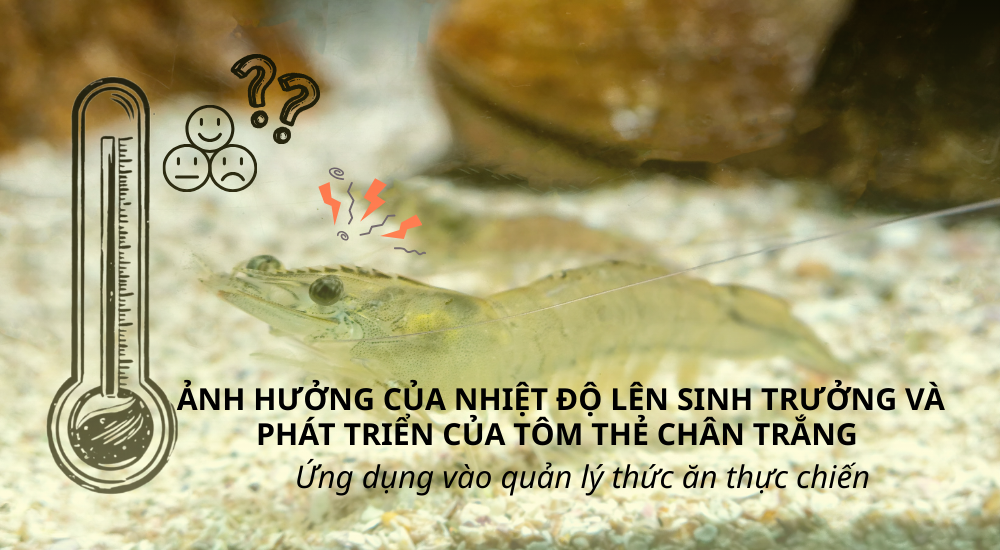 ẢNH HƯỞNG CỦA NHIỆT ĐỘ LÊN SINH TRƯỞNG VÀ PHÁT TRIỂN CỦA TÔM THẺ CHÂN TRẮNG - Ứng dụng vào quản lý thức ăn thực chiến