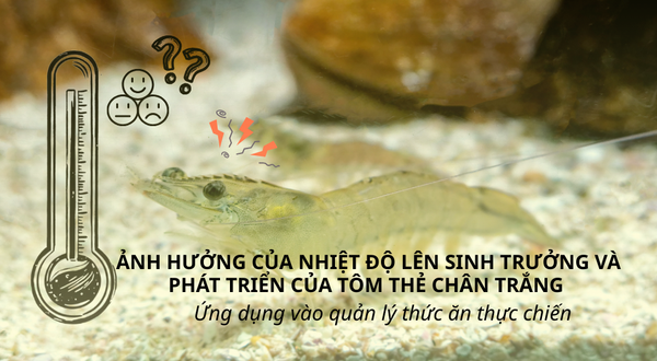 ẢNH HƯỞNG CỦA NHIỆT ĐỘ LÊN SINH TRƯỞNG VÀ PHÁT TRIỂN CỦA TÔM THẺ CHÂN TRẮNG - Ứng dụng vào quản lý thức ăn thực chiến