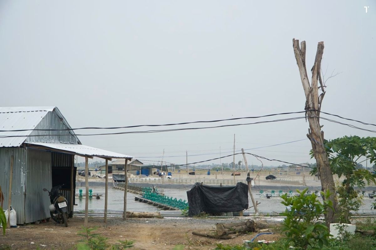Hiệu quả sử dụng sản phẩm THẢO DƯỢC trên tôm thẻ chân trắng, tại địa bàn Vĩnh Châu – Sóc Trăng