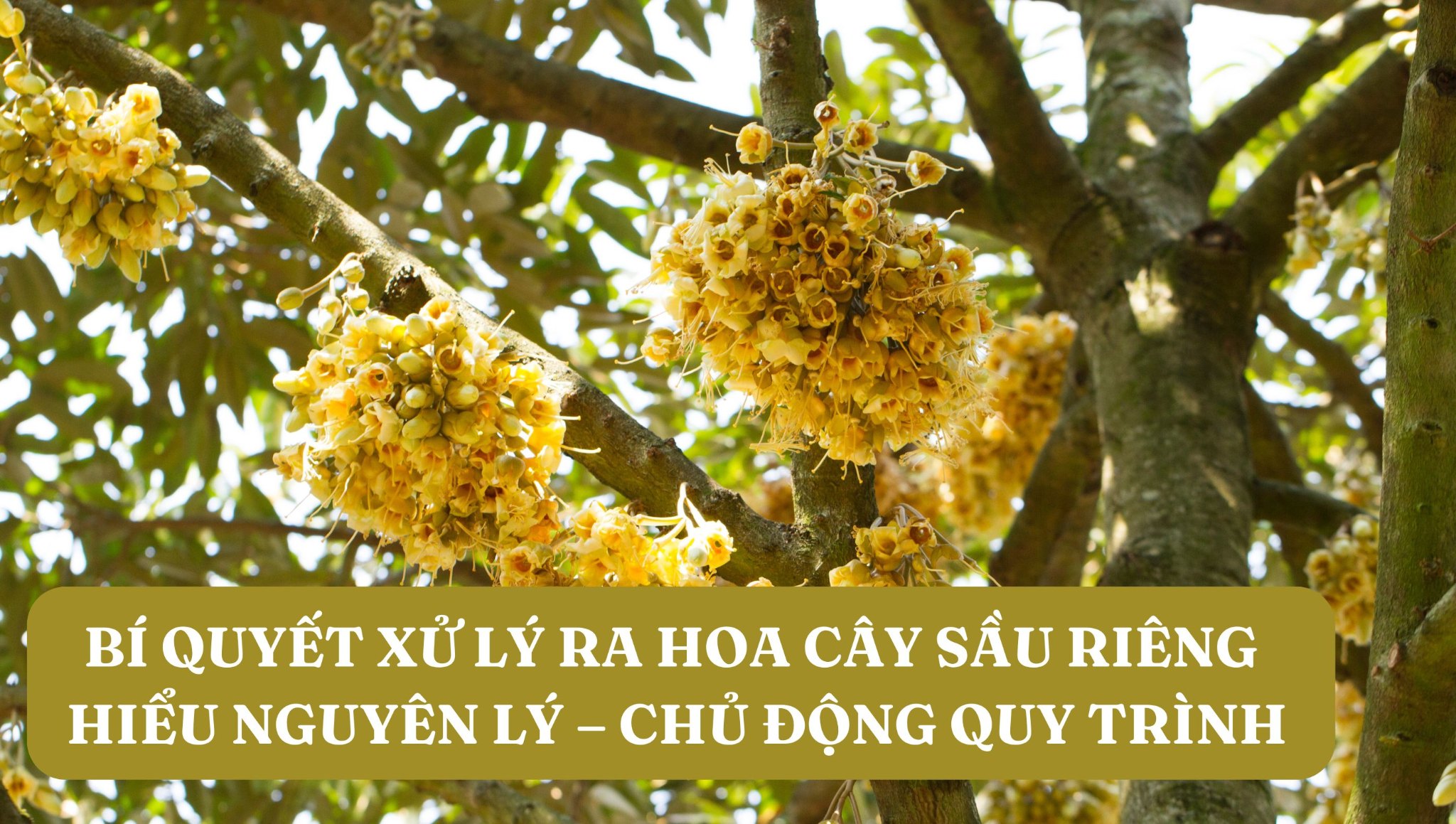 Bí quyết xử lý ra hoa cây sầu riêng | Hiểu nguyên lý – chủ động quy trình