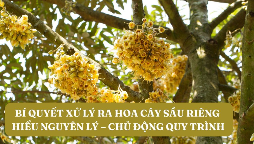 BÍ QUYẾT XỬ LÝ RA HOA CÂY SẦU RIÊNG | HIỂU NGUYÊN LÝ – CHỦ ĐỘNG QUY TRÌNH