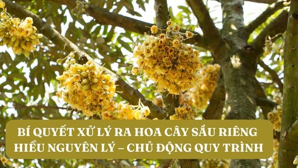 BÍ QUYẾT XỬ LÝ RA HOA CÂY SẦU RIÊNG | HIỂU NGUYÊN LÝ – CHỦ ĐỘNG QUY TRÌNH
