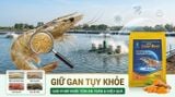 HỆ THỐNG BẢO VỆ GAN TỤY ĐA CƠ CHẾ CHO TÔM NUÔI THÂM CANH